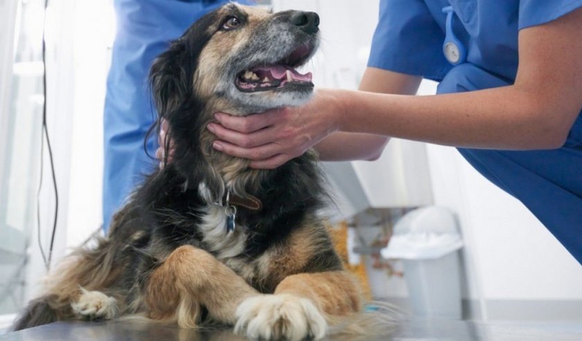 Холестаз у собаки