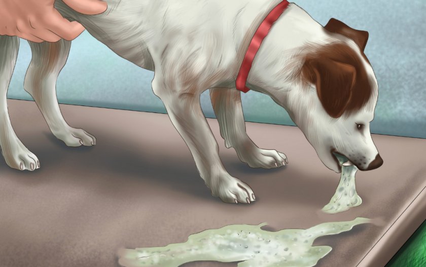 Рвота у собаки
