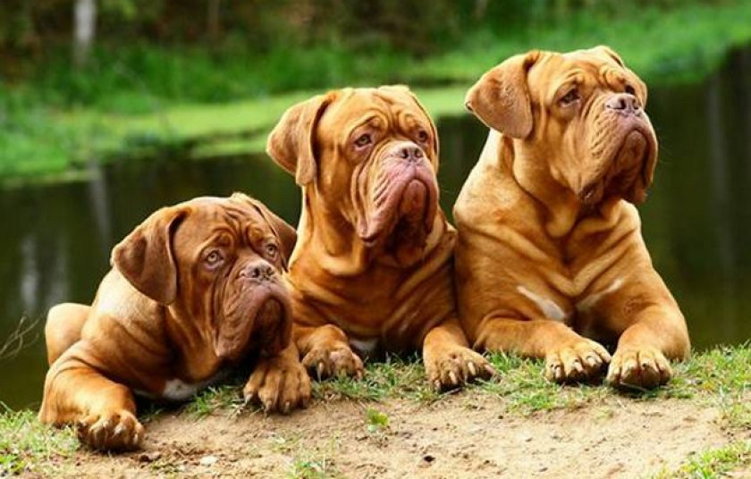 Бордоский дог