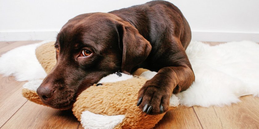 Больная собака