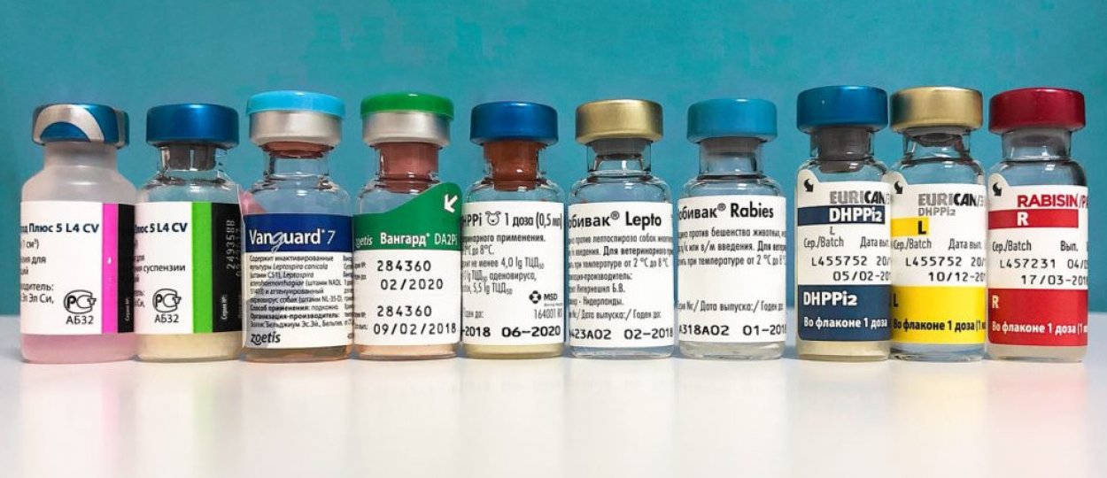 Отзывы о вакцинах для собак. Прививки для собак. Крышки на вакцинах разного цвета в ветеринарии. Сколько стоят прививки для щенков.