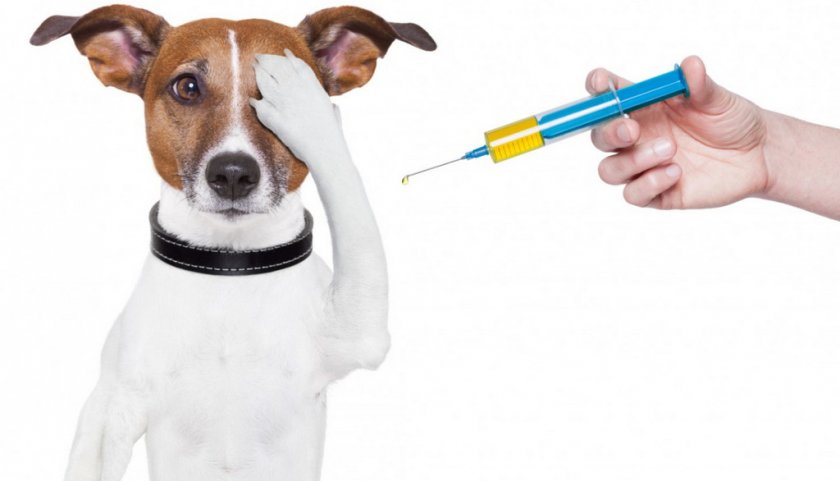 Вакцинация собаки
