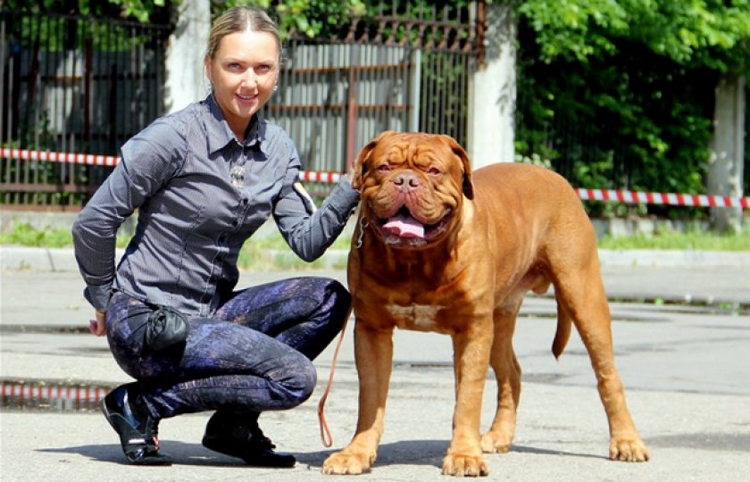 Бордоский дог