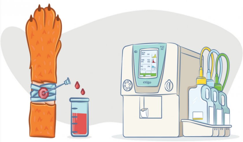 Анализ крови при пироплазмозе Анализ крови при пироплазмозе