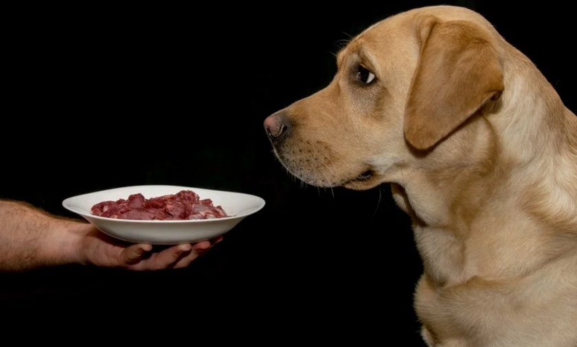 Баранина для собак