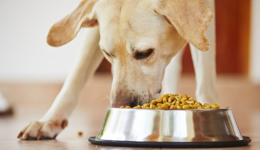 Дневная норма корма для собаки