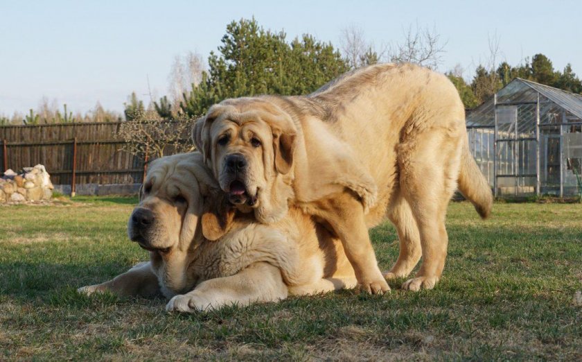 Собаки крупных пород