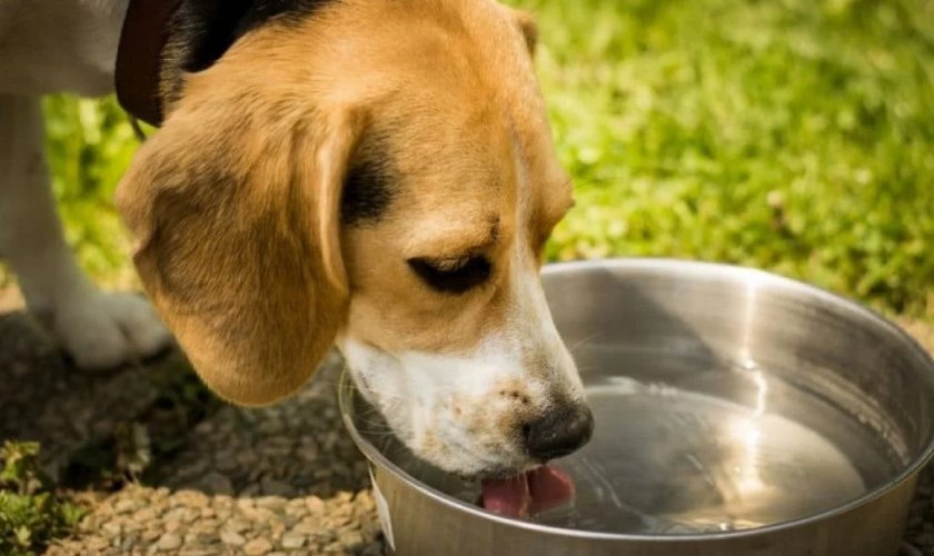 Собака пьет воду