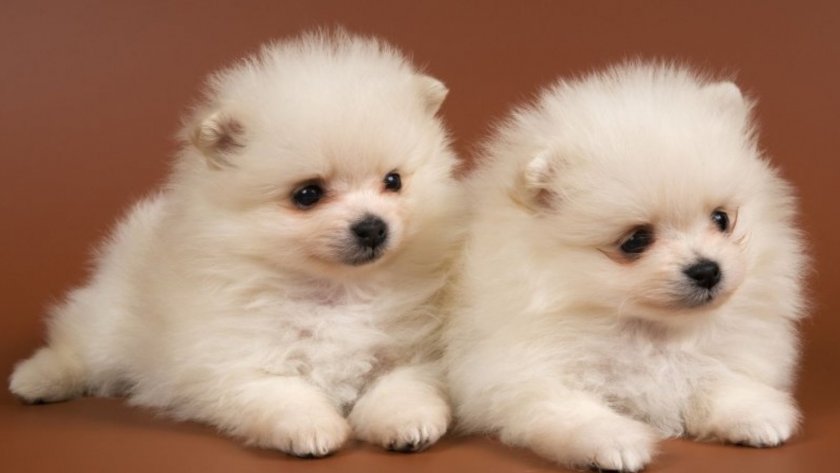 Щенки мелкой породы