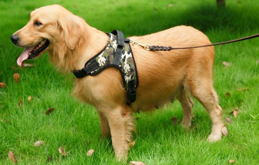 Шлейка для собаки