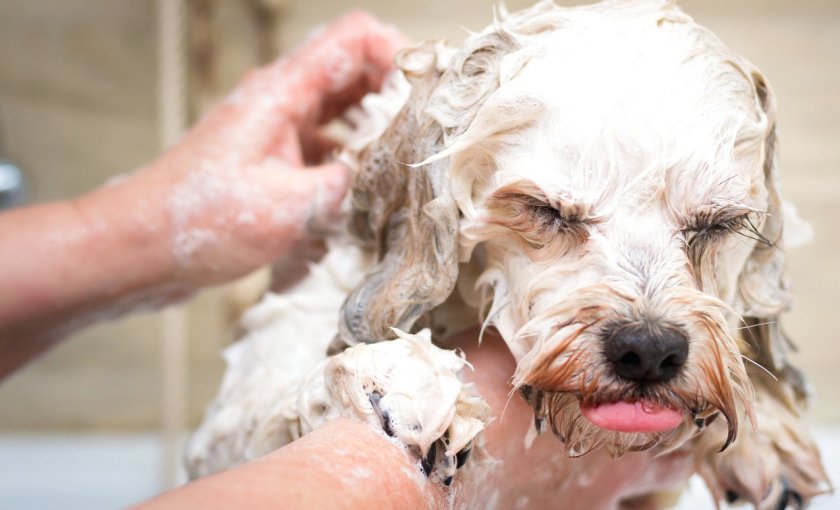 Купание собаки с шампунем