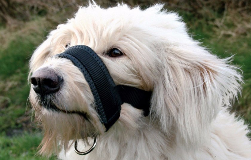 Намордник для собаки