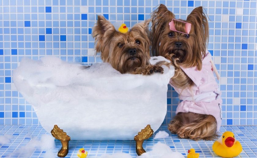 Купание собаки в ванне Купание собаки в ванне