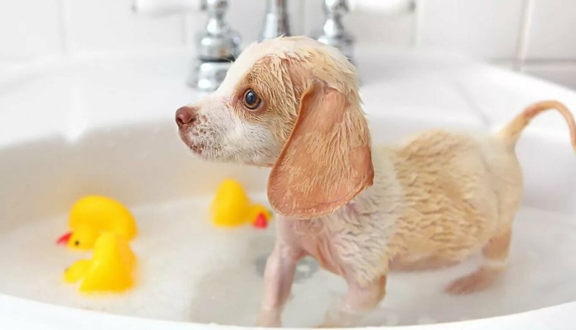 Купание мелких собак Купание мелких собак