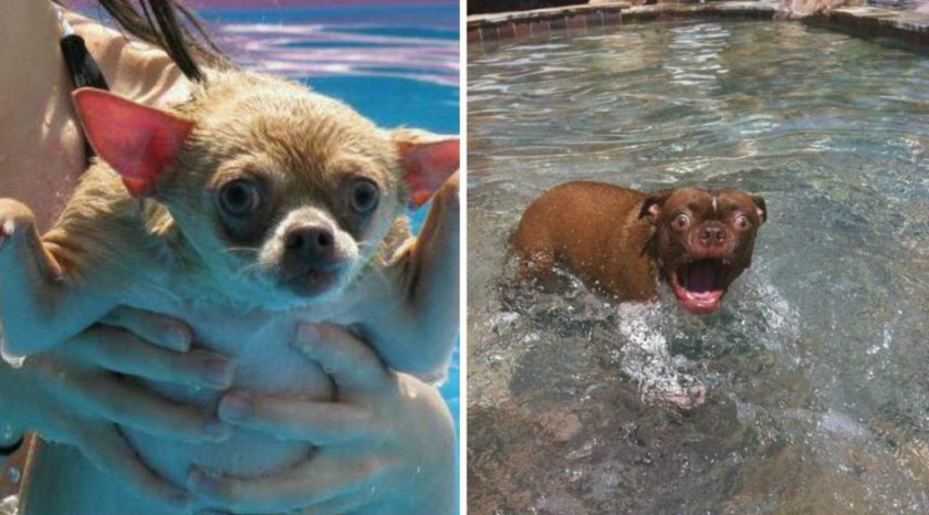 Собака боится купаться Собака боится купаться