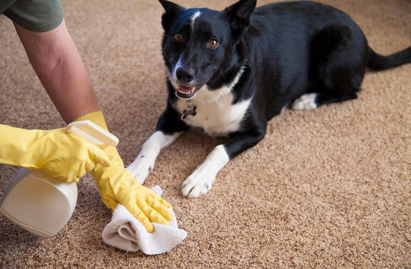 Собака мочится дома