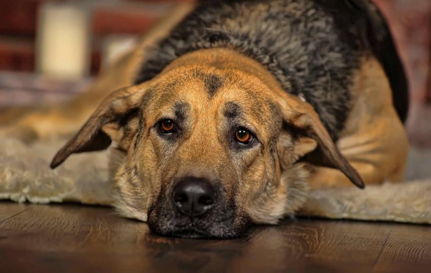 Цистит у собаки