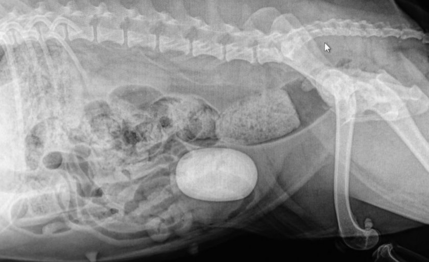 Мочекаменная болезнь у собаки
