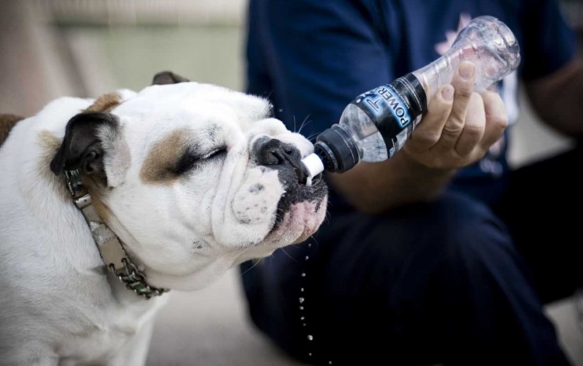 Полидипсия у собаки