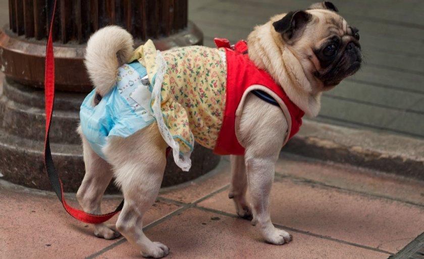 Памперсы для собак