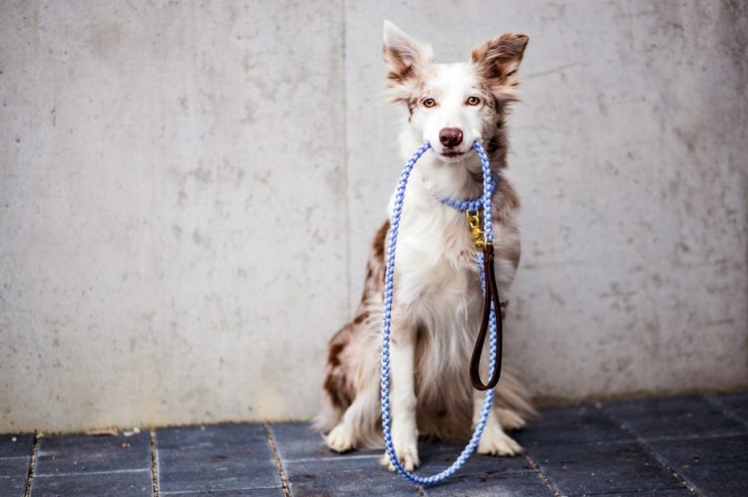 Поводок для собаки