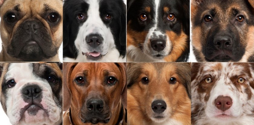 Собаки разных пород