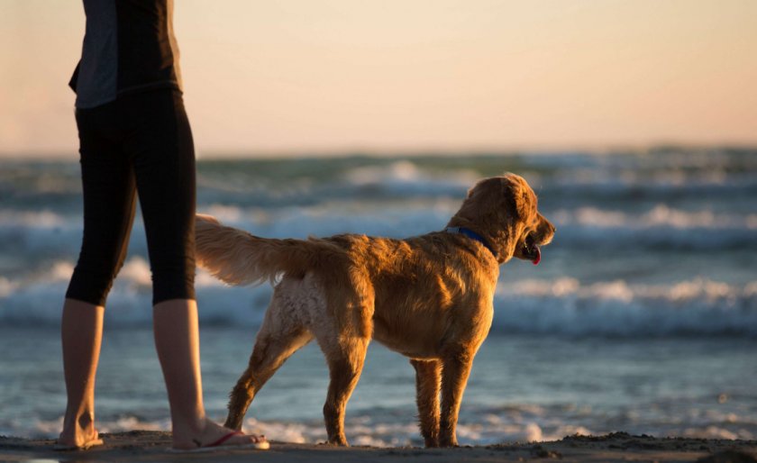 Обучение команде рядом без поводка