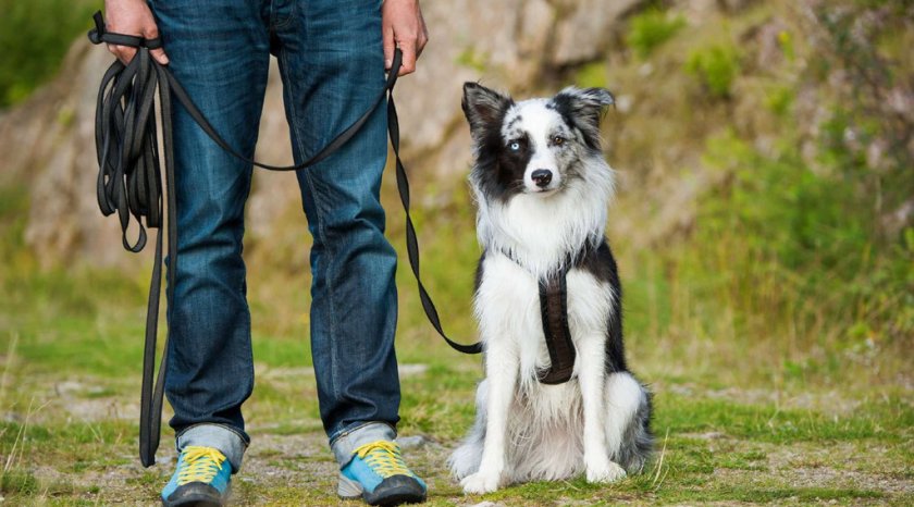 Приучение собаки к поводку