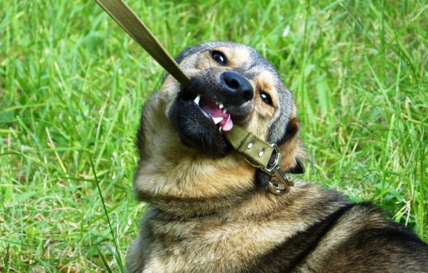 Собака грызет поводок