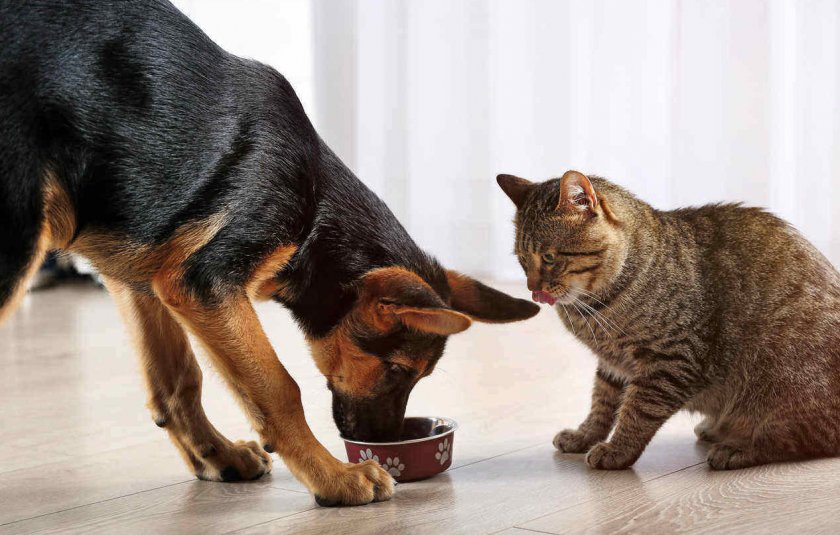 Собака ест кошачий корм
