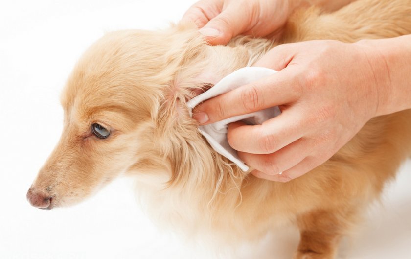 Чистка ушей собаке