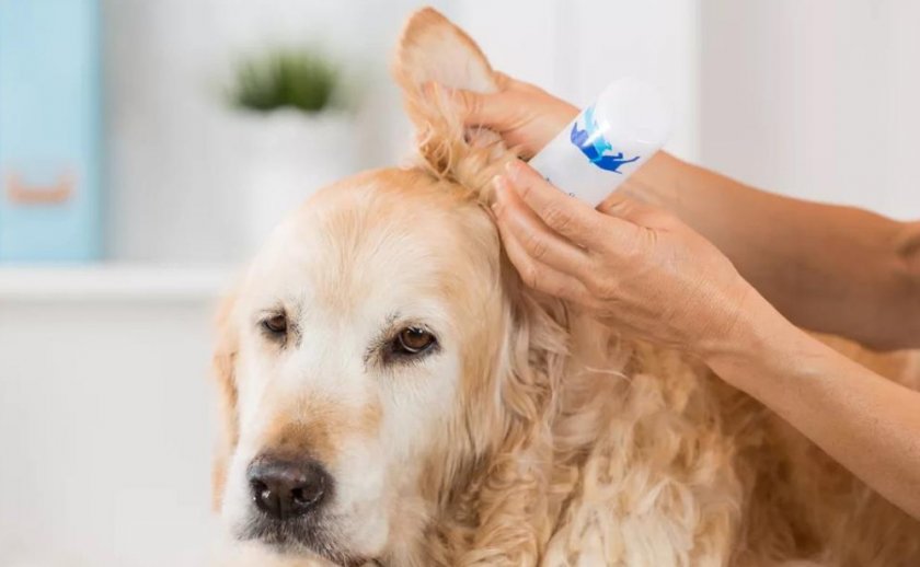 Лосьон для чистки ушей собаке
