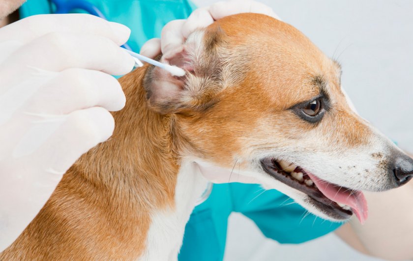 Чистка ушей собаке