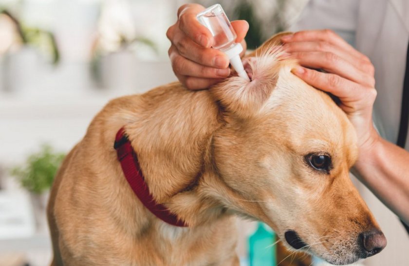 Чистка ушей собаке