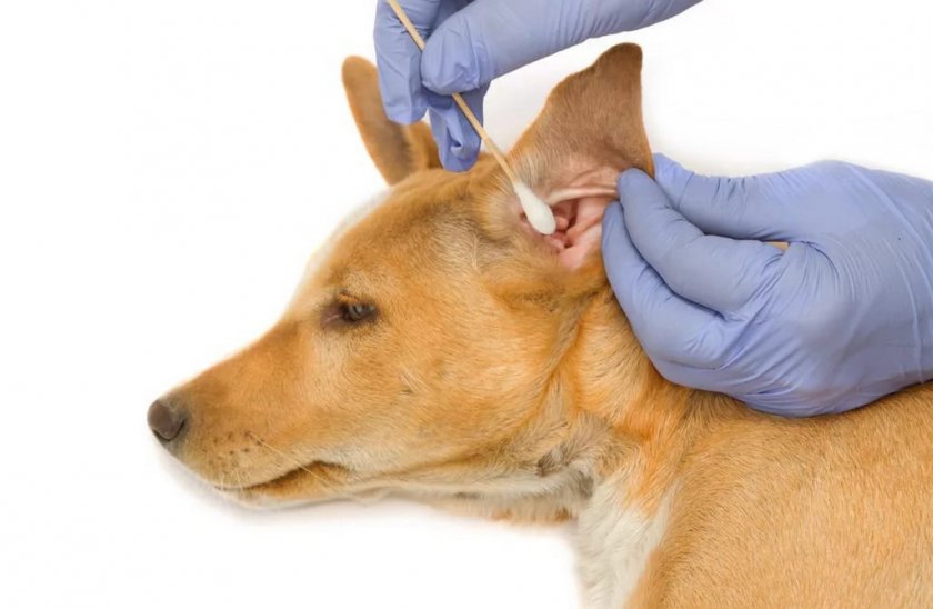 Палочки для чистки ушей