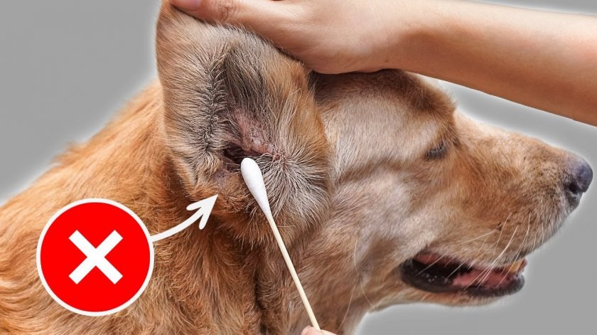 Ошибки при чистке ушей собаке