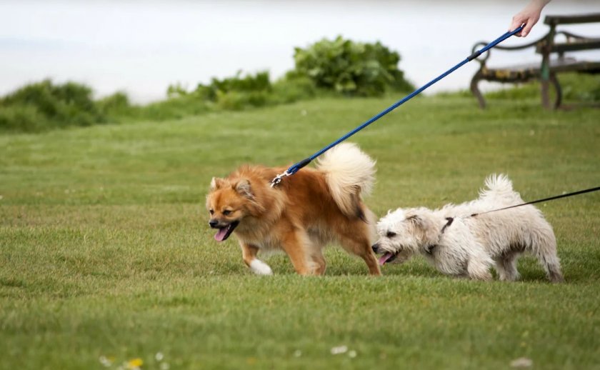 Собака тянет поводок