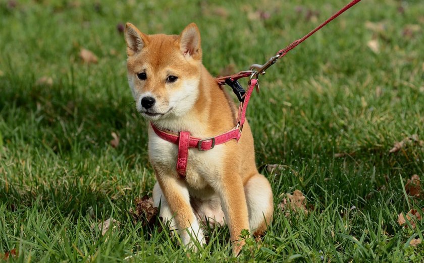 Обучение собаки Обучение собаки