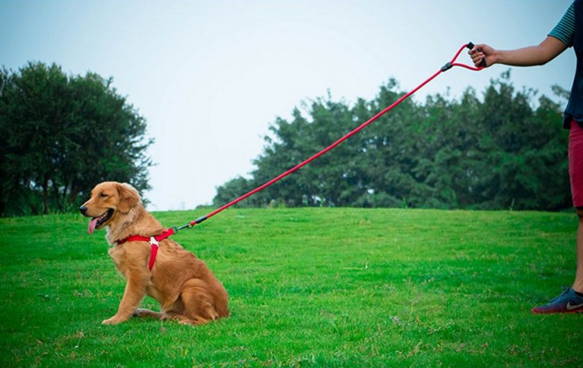 Приучение собаки к поводку Приучение собаки к поводку
