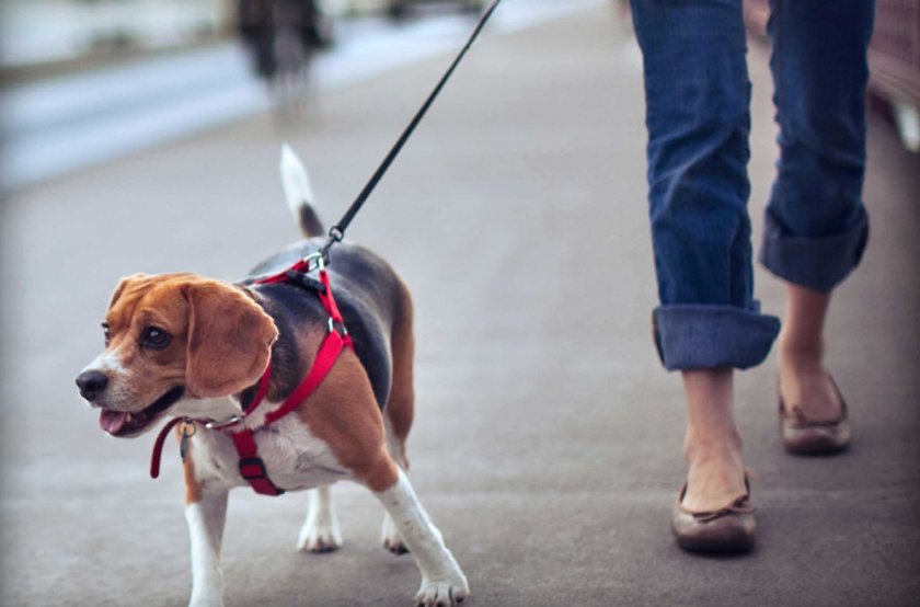 Обучение собаки Обучение собаки