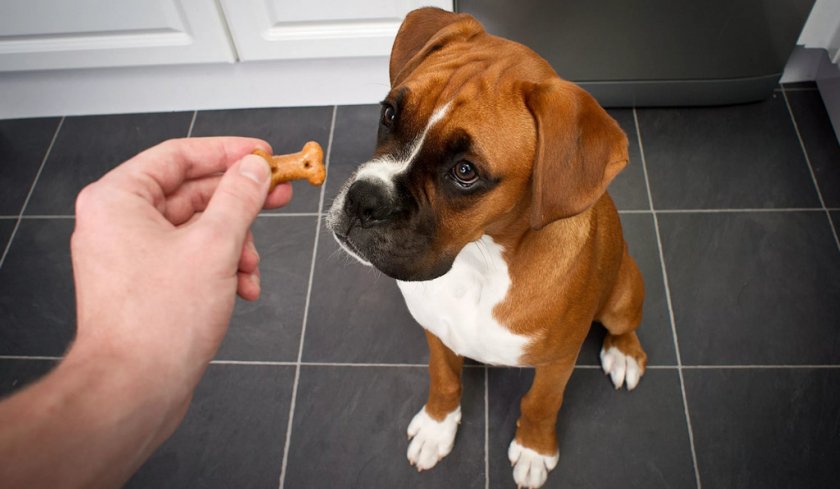 Поощрение собаки