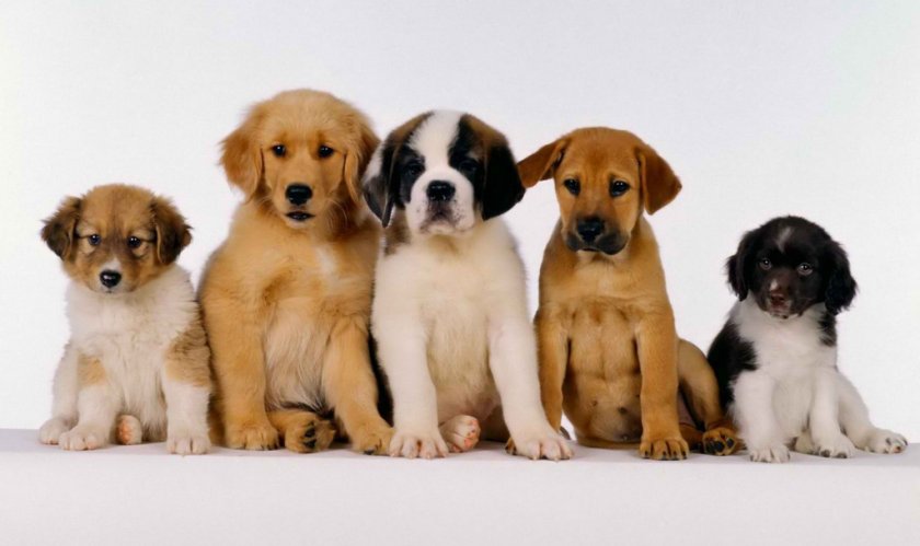 Щенки разных пород