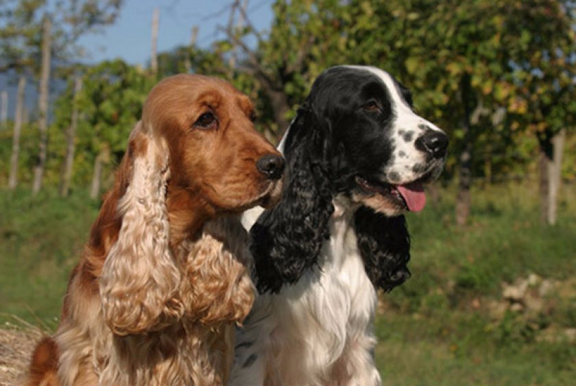 Английский кокер-спаниель Английский кокер-спаниель