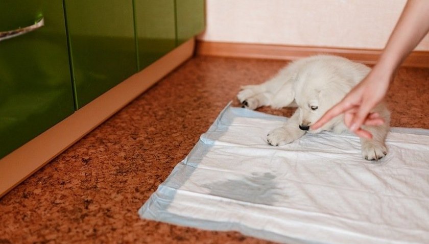 Приучение щенка к туалету на пеленку