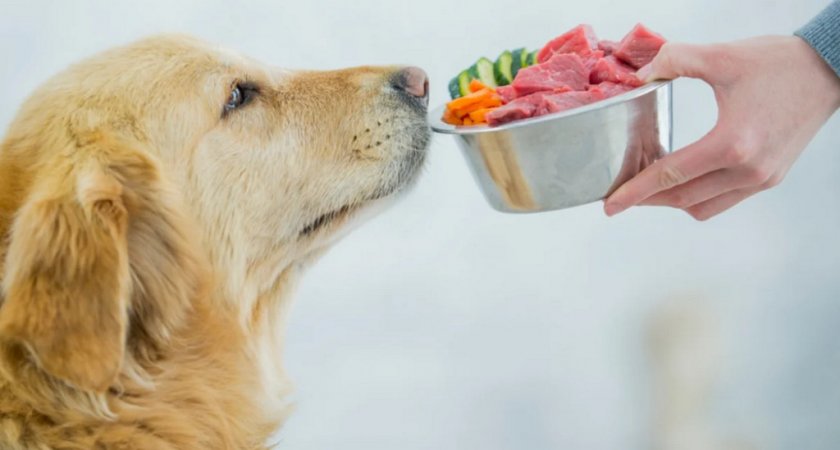 Питание собаки