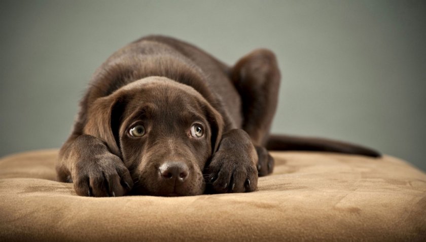 Стресс у собаки