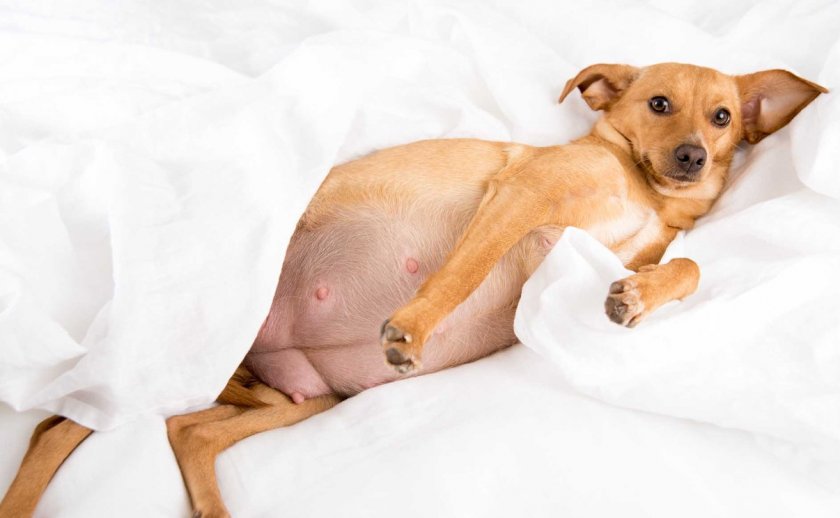 Беременная собака