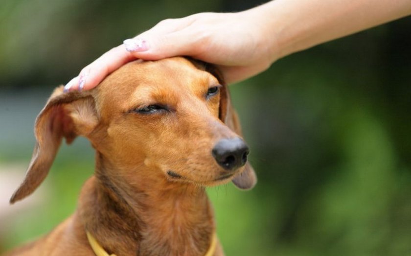 Послушная собака