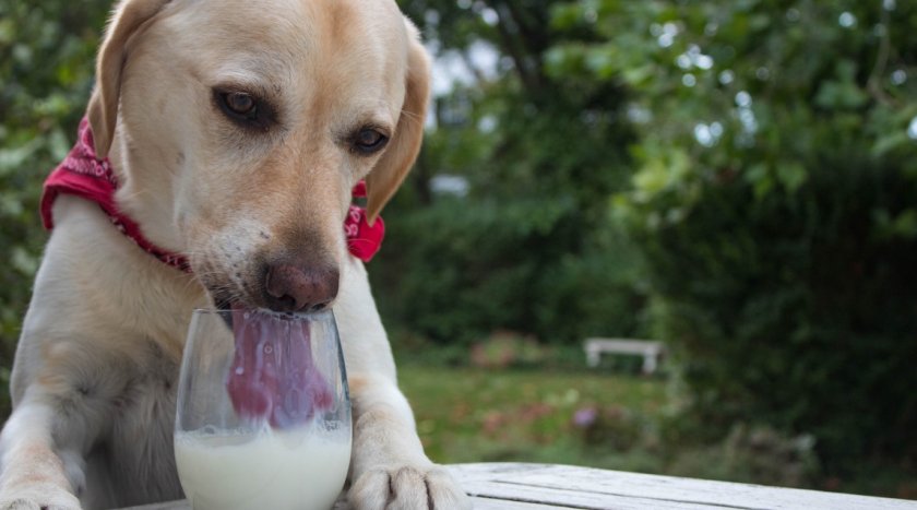 Молоко в рационе собак Молоко в рационе собак