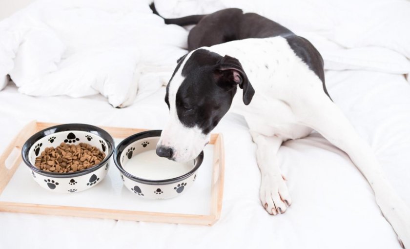 Молоко и сухой корм в рационе собаки Молоко и сухой корм в рационе собаки